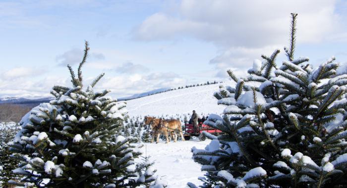 The Rocks horse carriage Christmas