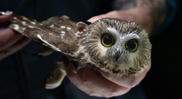 Northern saw-whet owl
