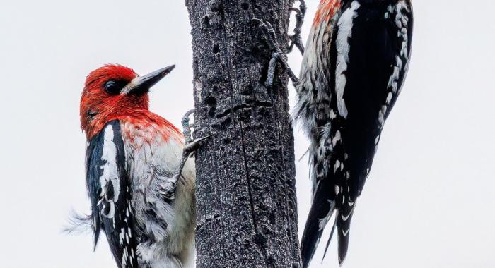 Red-breasted Sapsuckers.