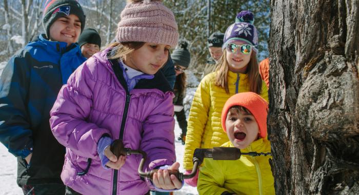 drilling hole in tree