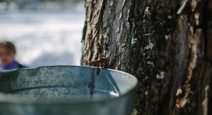 maple bucket on tree
