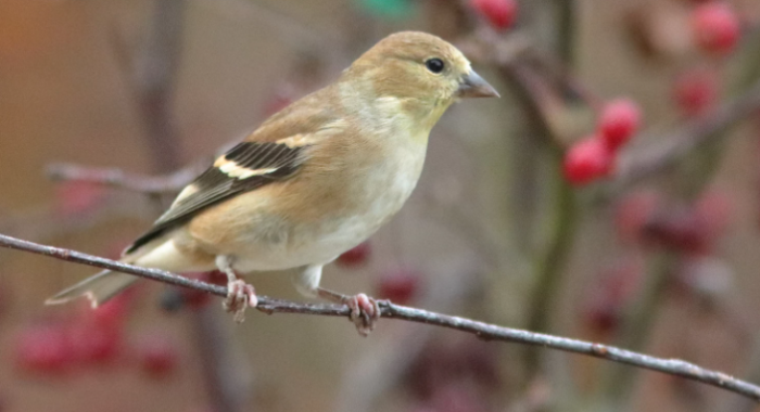 Male goldfinch