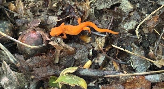 Eastern Newt