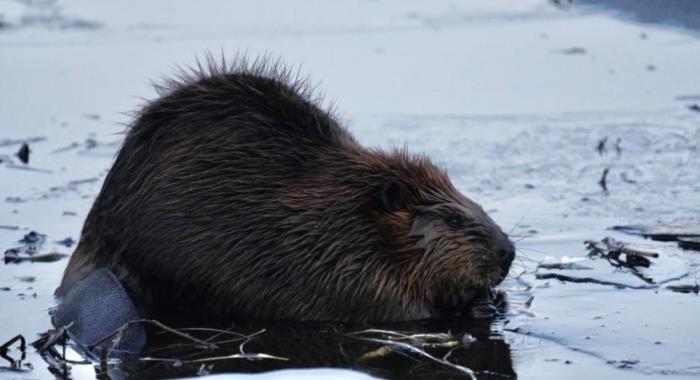 Beaver in winter