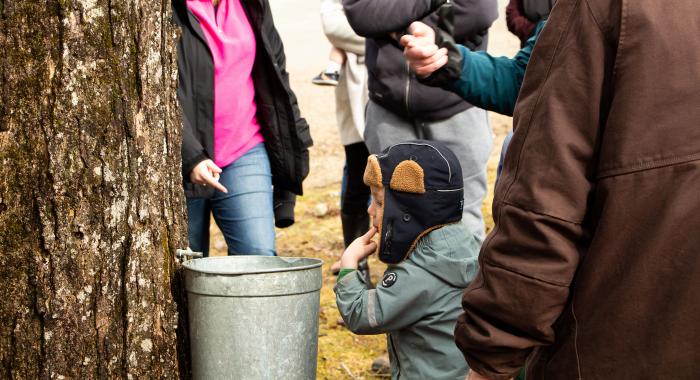 sampling sap