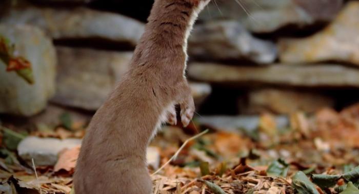 Weasel