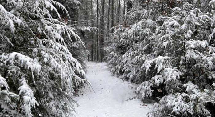 Winter conifers