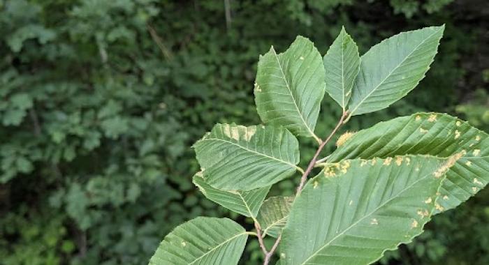 Beech leaf