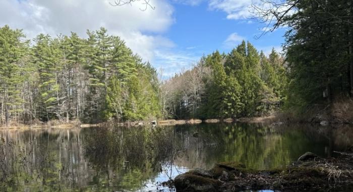 Forest