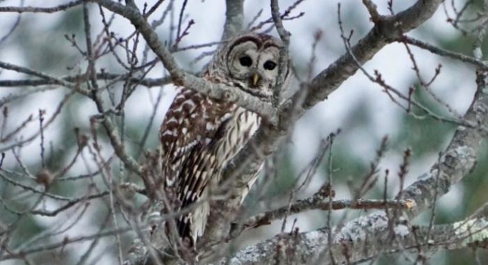 Owl