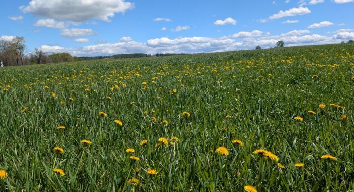 Boscawen Conservation Easement