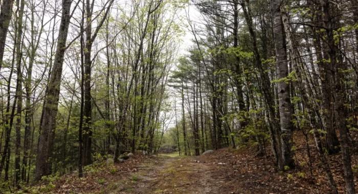 Trees