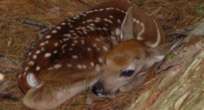 Fawn