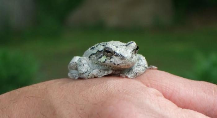 Gray tree frog