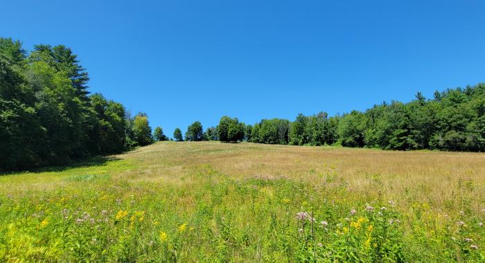 grassy meadow with forest edges on both sides of meadow