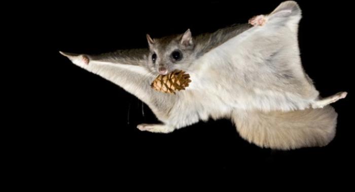 Flying squirrel