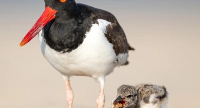 Oystercatcher bird