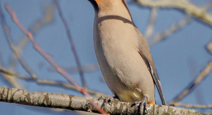 Bohemian waxwing