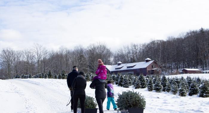 family pulling tree