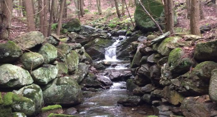 forest stream with moss