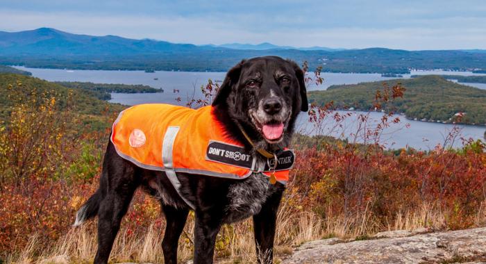 Dog wearing bright colors for hunting season