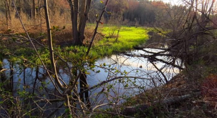 golden morning sunlight green reeds along Mill Brook wetland tributary to Merrimack River in Concord