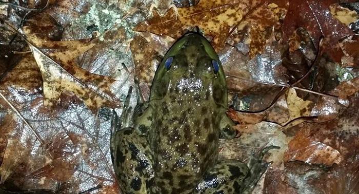 Bull Frog and Spring Peeper