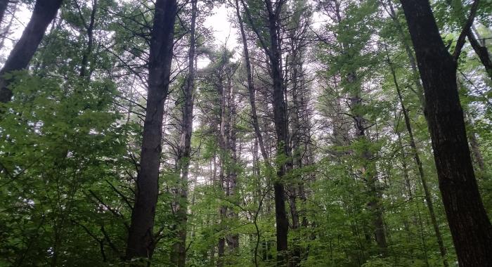 Dense white pine trees, Whittemore Reservation in Lyndeborough