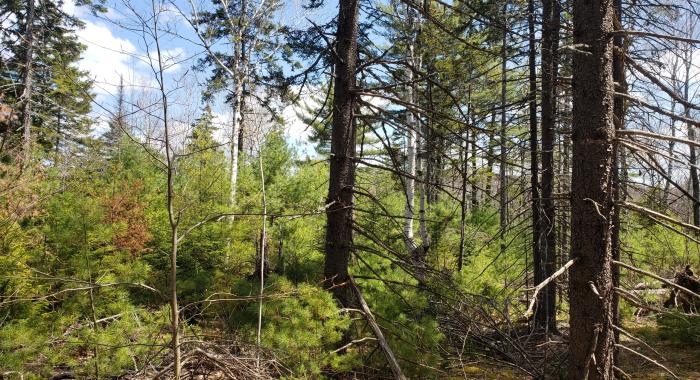 Young forest regrowing from a previous harvest