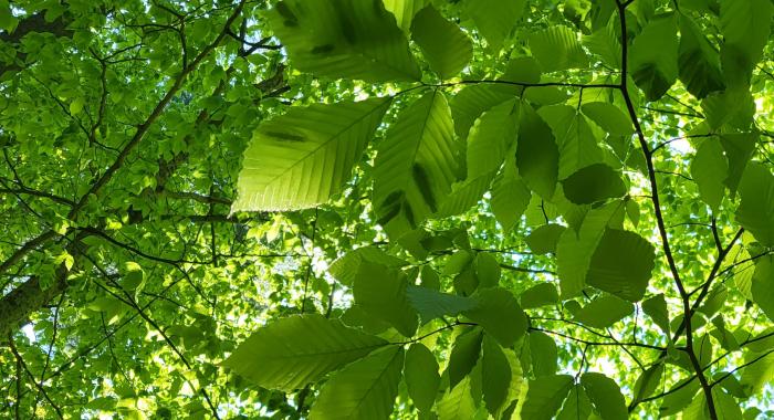 beech leaf disease