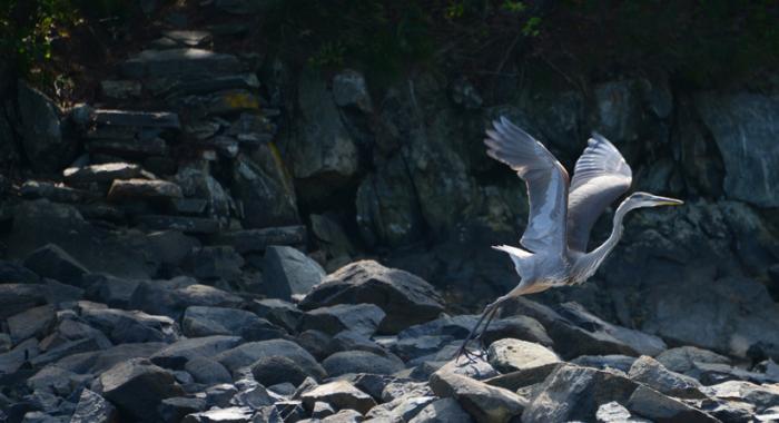 Great Blue Heron takes off in flight