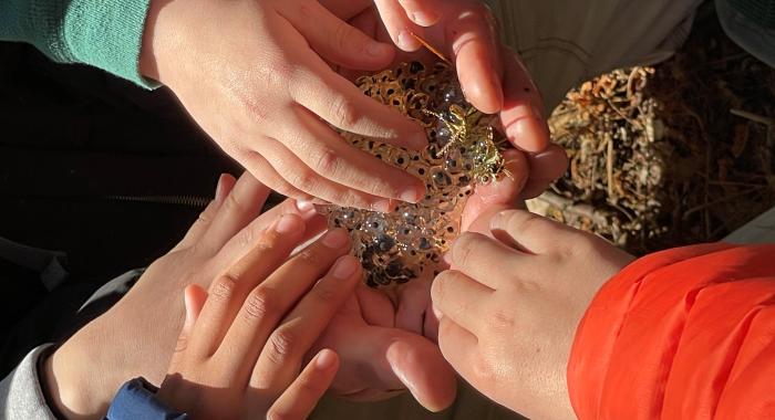 hand touch wood frog egg mass