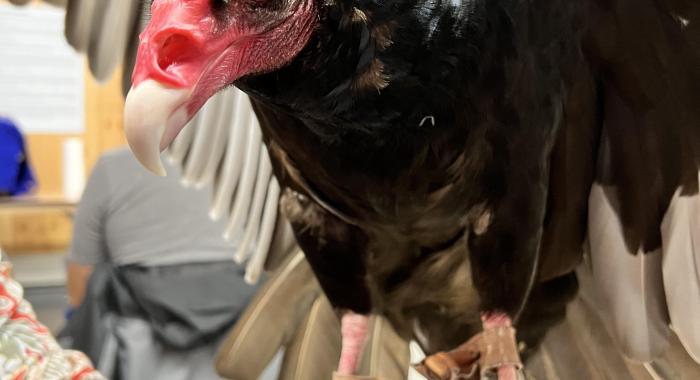 Greta the Turkey Vulture is seen from the side with her wings open.