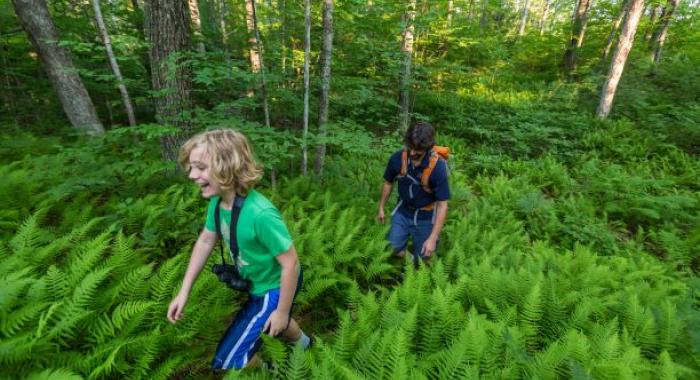 A young boy hikes through a field of ferns with his father behind him.