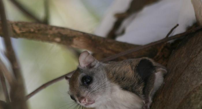 A northren flying squirrel