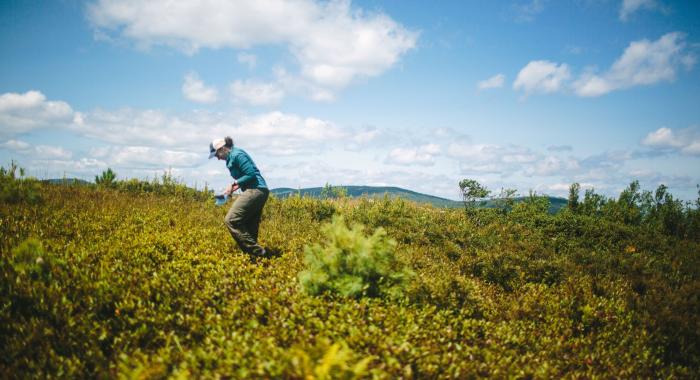 A woman walks across a field carrying a container to pick blueberries.