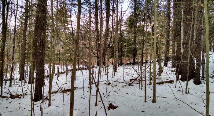 Forest and stone wall