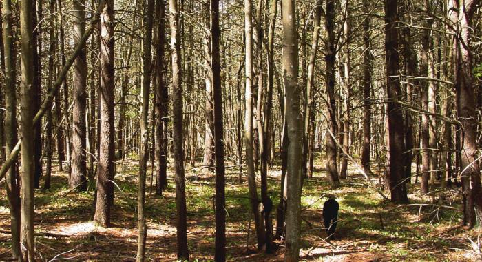 Dog in the trail in the woods at Champlin Forest in Rochester