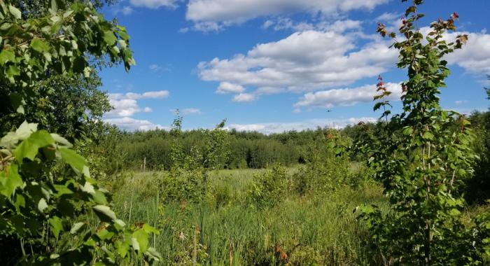 A green field at Champlin Forest in springtime.