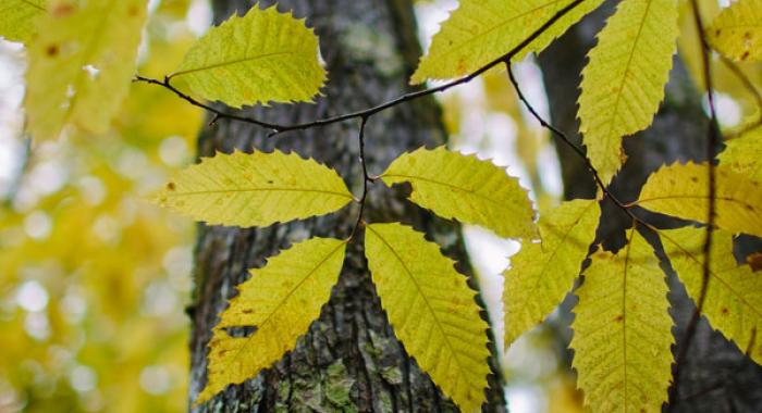 American Chestnut