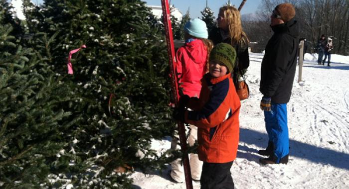Helping to measure Christmas trees at the Rocks in Bethlehem, New Hampshire