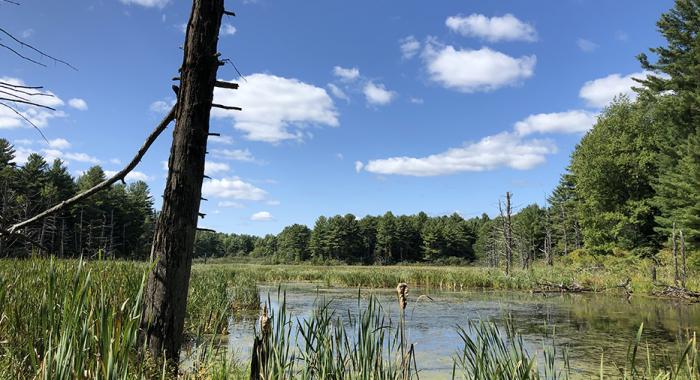 A view of a beaver meadow at Clay Brook Farm. (Photo: Brian Hotz)