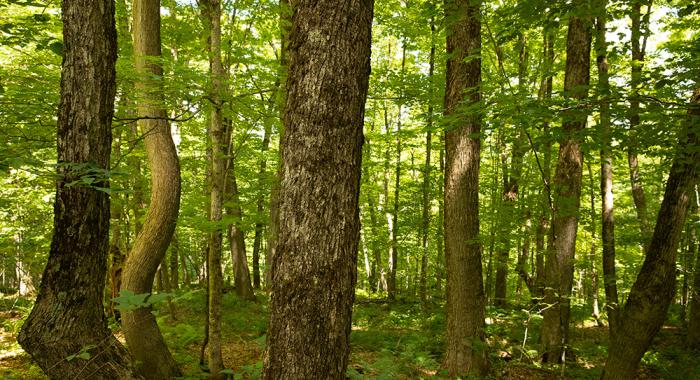 A view through green leaves in a forest.