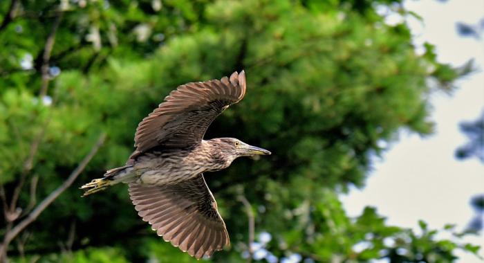 A night heron flies through the air.