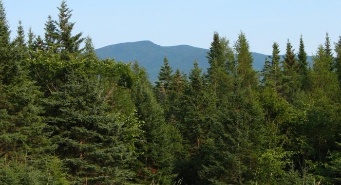 A mountain in the distance from a green spruce forest.