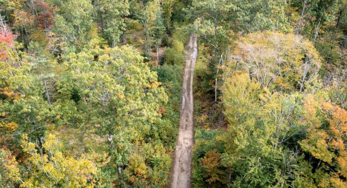 A view from above of a road running through Deepwood Forest.