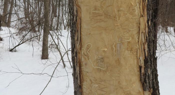 Serpentine galleries under the bark are one form of visible damage from Emerald Ash Borer