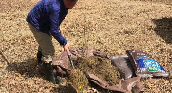 Carrie Deegan uses a shovel to fill the hole around the newly planted tree.