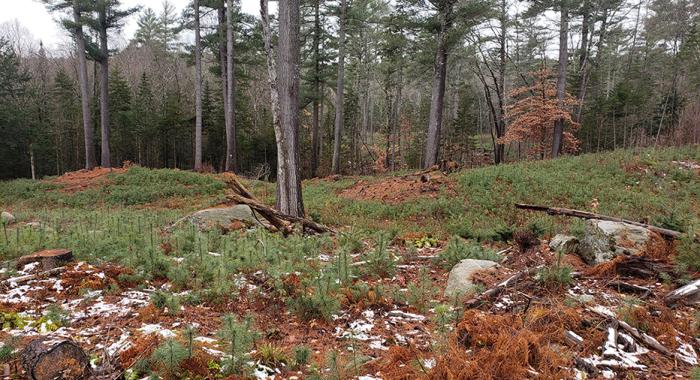 Four growing seasons after the timber harvest, white pine seedlings are abundant.