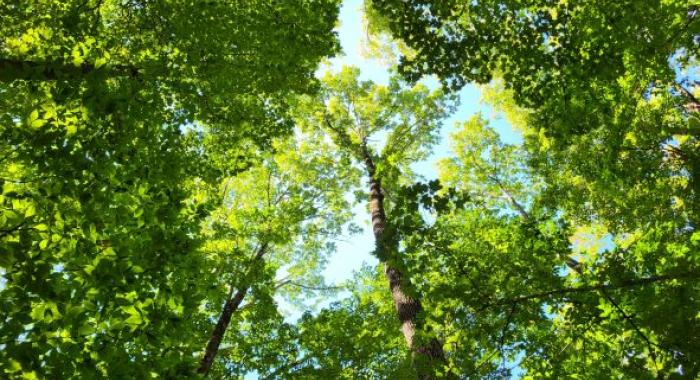 Looking up at white ash crows in the Monadnock reservation.